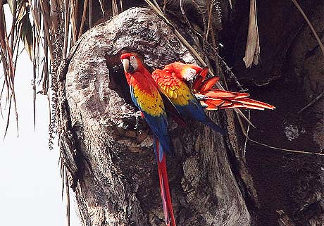 Picture 4 of Paradise of birds