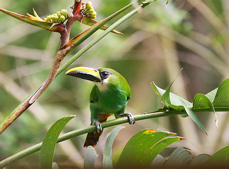 Picture 5 of Paradise of birds