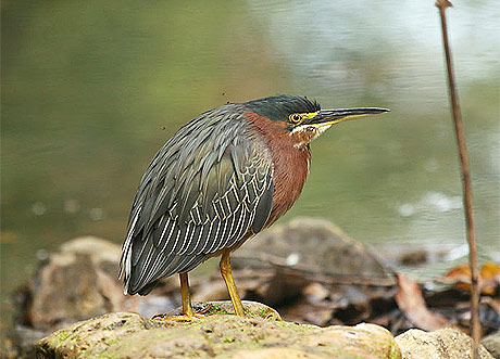 Picture 6 of Paradise of birds