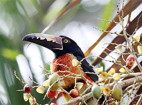 Picture 7 of Paradise of birds