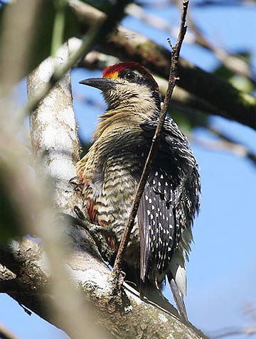 Picture 8 of Paradise of birds
