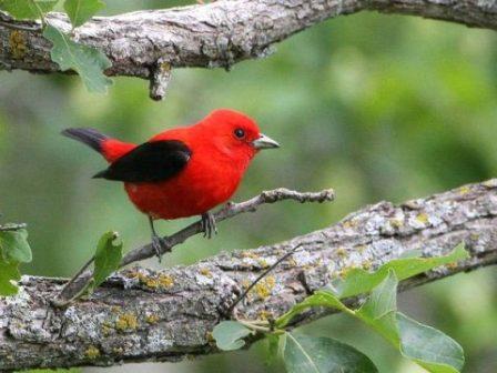 Picture 1 of Paradise of colored wings