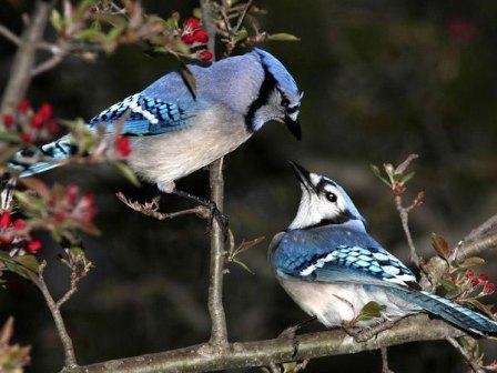 Picture 11 of Paradise of colored wings