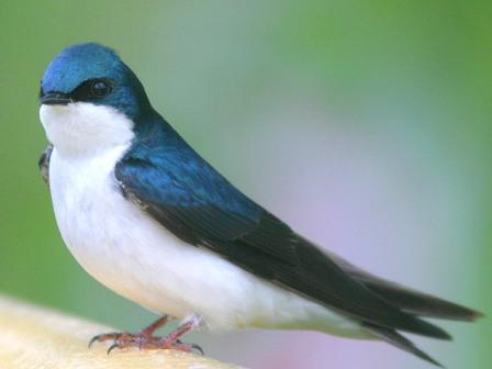 Picture 13 of Paradise of colored wings