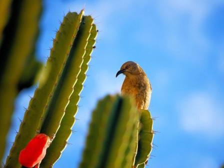 Picture 15 of Paradise of colored wings