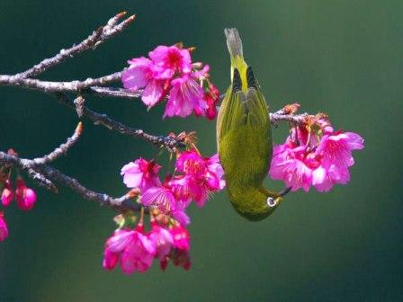 Picture 5 of Paradise of colored wings