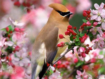 Picture 7 of Paradise of colored wings