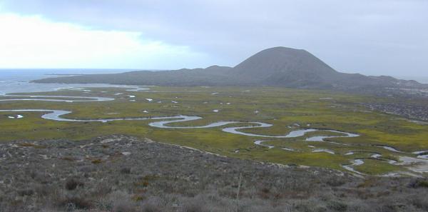 Picture 1 of Parasitic plants outperform predators in estuarine areas