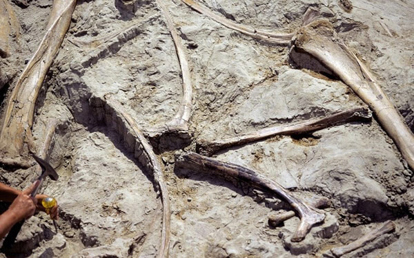 Picture 6 of Park of dinosaur fossils - Canada
