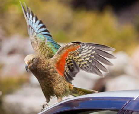 Picture 1 of Parrot stole visitors' wallets