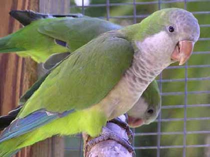 Picture 2 of Parrots are able to use tongues to speak