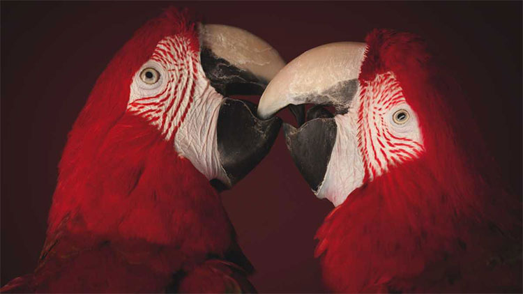 Picture 1 of Parrots are extremely intelligent species but why are they capable of that?