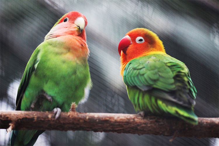 Picture 2 of Parrots are extremely intelligent species but why are they capable of that?
