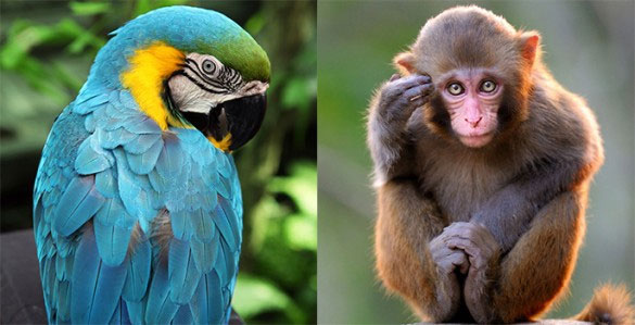 Picture 3 of Parrots are extremely intelligent species but why are they capable of that?
