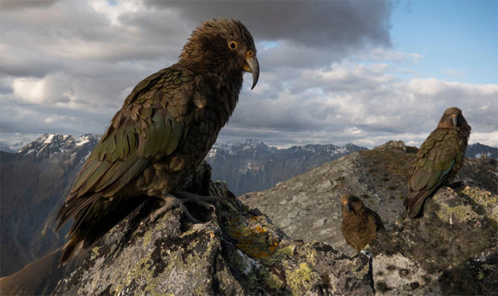 Picture 1 of Parrots have the ability to weigh risks to make decisions
