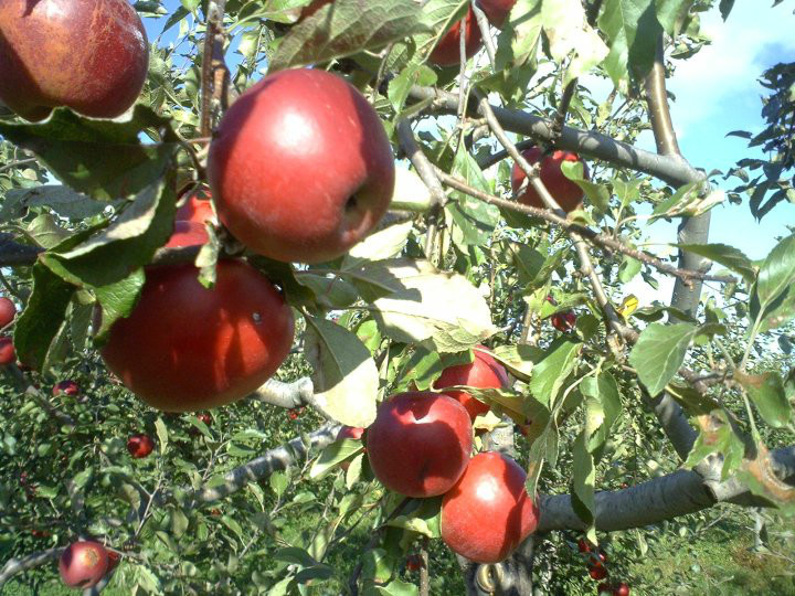 Pastoral Department 'miraculous apple' 4 years without rot, not broken images 10