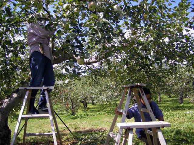 Pastoral Department 'miraculous apple' 4 years without rot, not broken images 11