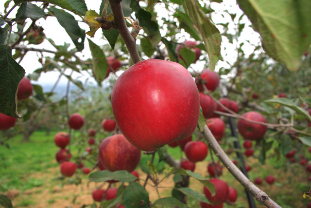 Pastoral Department 'miraculous apple' 4 years without rot, not broken images 12