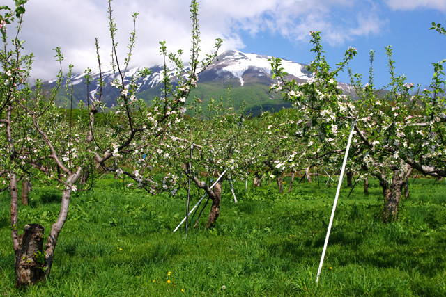Pastoral Department 'miraculous apple' 4 years without rot, not broken images 13