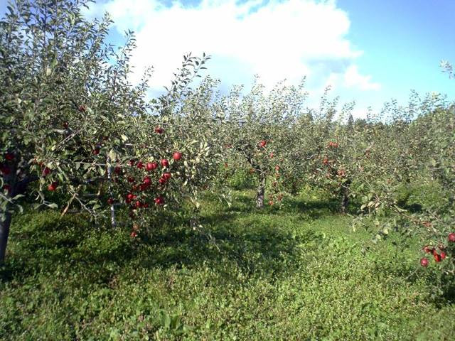 Pastoral Department 'miraculous apple' 4 years without rot, not broken images 6