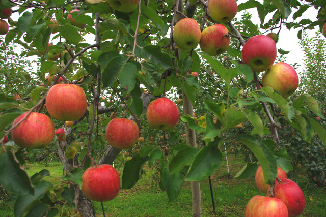 Pastoral Department 'miraculous apple' 4 years without rot, not broken images 7
