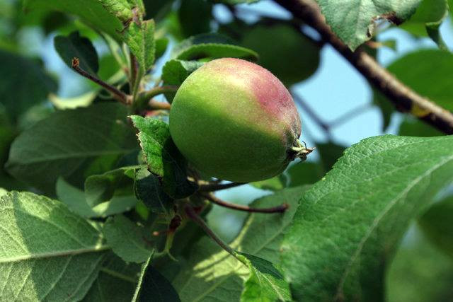 Pastoral Department 'miraculous apple' 4 years without rot, not broken images 8