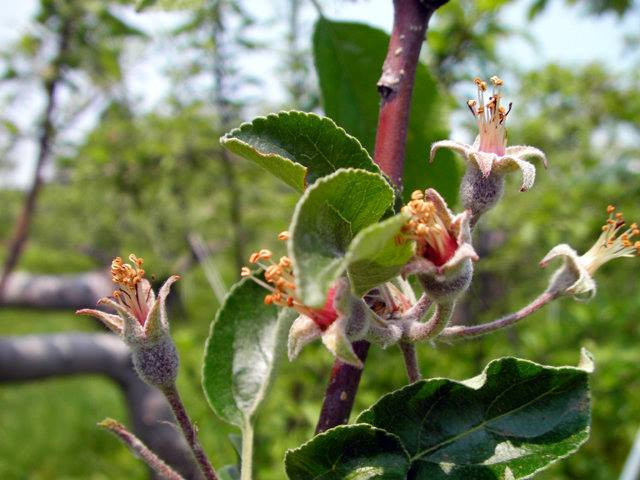 Pastoral Department 'miraculous apple' 4 years without rot, not broken images 9