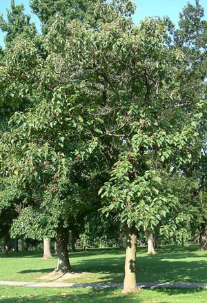 Paulownia - Forest rescue species images 1