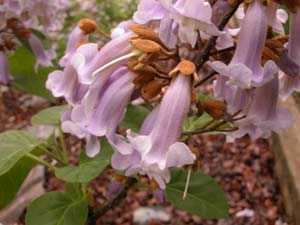 Paulownia - Forest rescue species images 2
