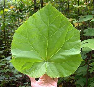 Paulownia - Forest rescue species images 3
