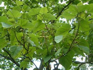 Paulownia - Forest rescue species images 4