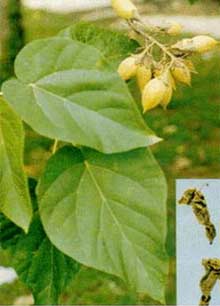 Paulownia fortunei (seem) Hemst images 1