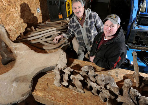 Picture 1 of Peach bone mastodon over 10,000 years in the yard