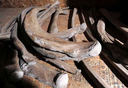 Picture 2 of Peach bone mastodon over 10,000 years in the yard