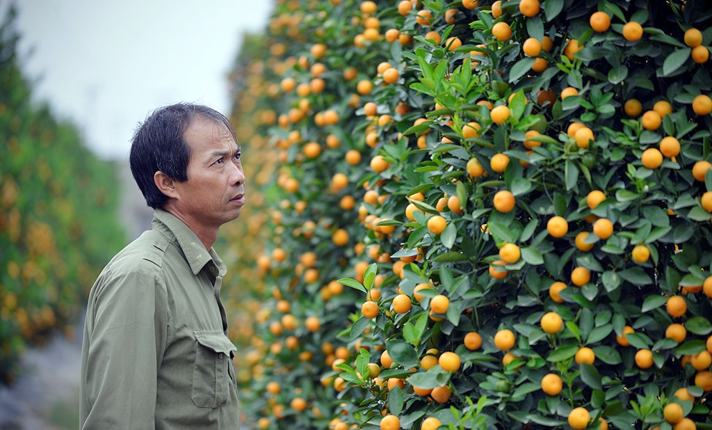 Picture 10 of Peach spring blooming in the east wind
