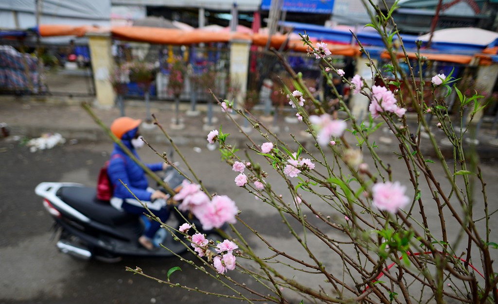 Picture 7 of Peach spring blooming in the east wind