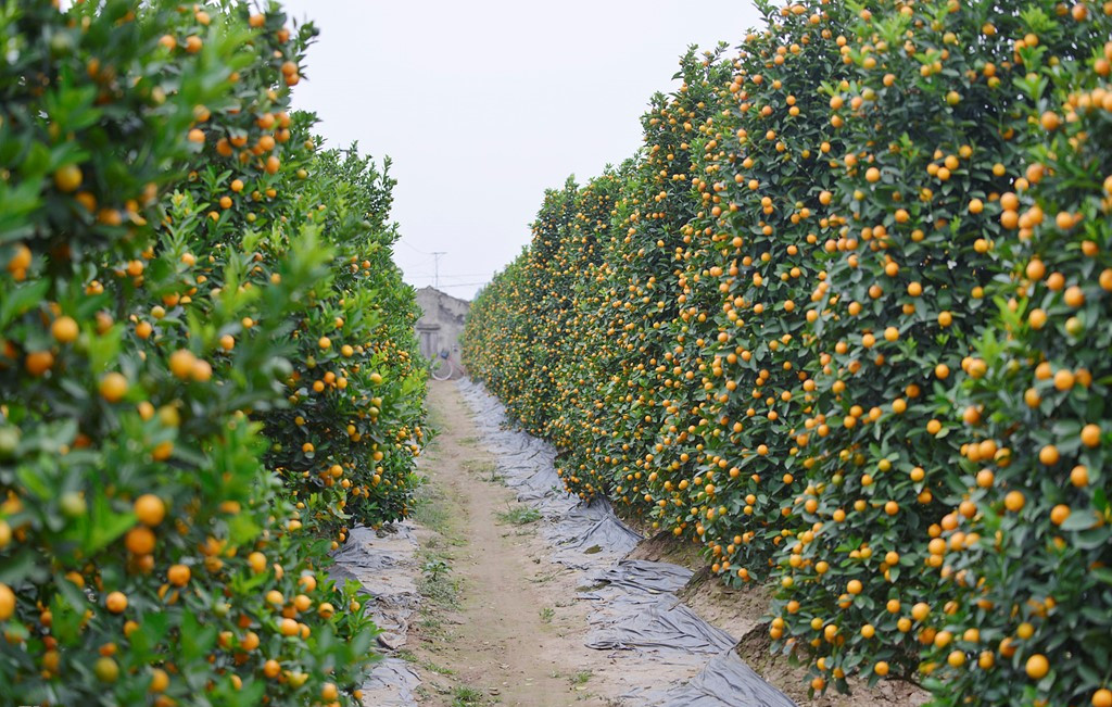 Picture 9 of Peach spring blooming in the east wind