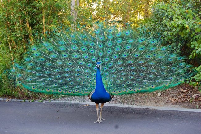 Picture 1 of Peacock birds and the most stimulating discoveries