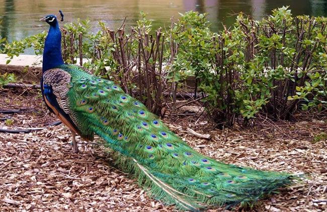 Picture 2 of Peacock birds and the most stimulating discoveries