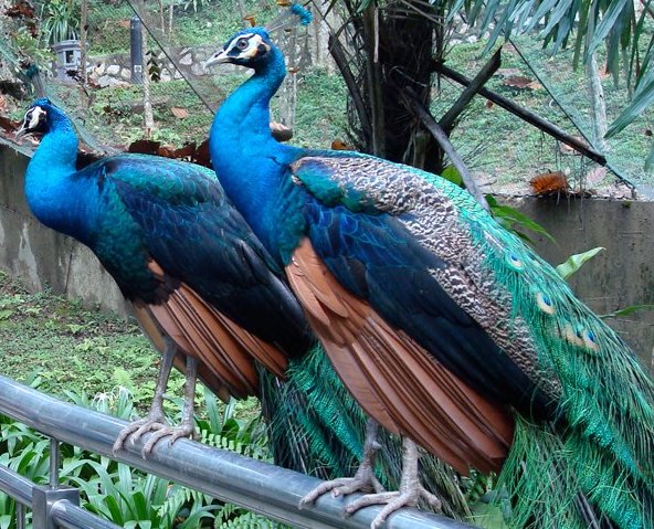Picture 3 of Peacock birds and the most stimulating discoveries