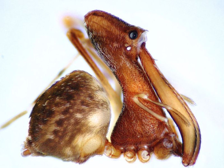 Picture 1 of Pelican-like spiders specialize in cannibalism