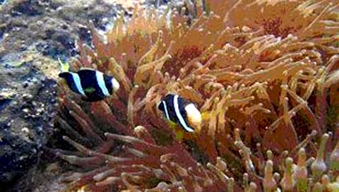 Picture 1 of Penalty for acts of invasion of coral in Son Tra peninsula