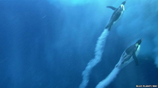 Picture 1 of Penguins can also fly
