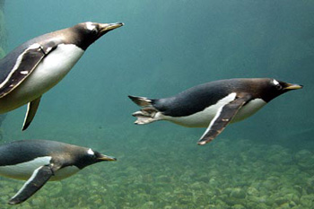 Picture 1 of Penguins of Antarctic poison with feces