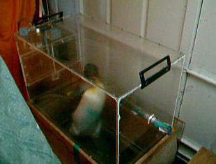 Picture 1 of Penguins run on conveyor