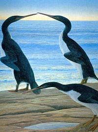 Picture 1 of Penguins survived the time of dinosaurs extinction