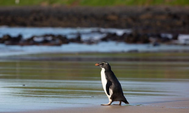 Picture 1 of Penguins swim 2,500km to Australia and are released back into the wild