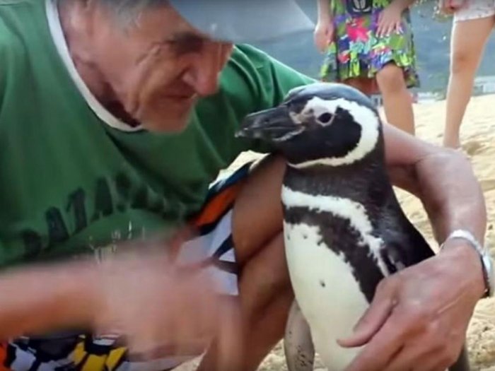Picture 1 of Penguins swim 8,000km to visit life-saving benefactors