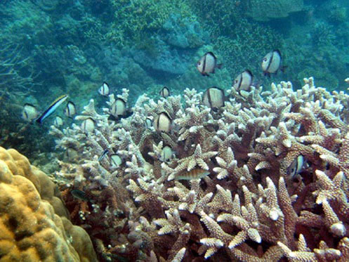 Picture 2 of Penjing and coral reef