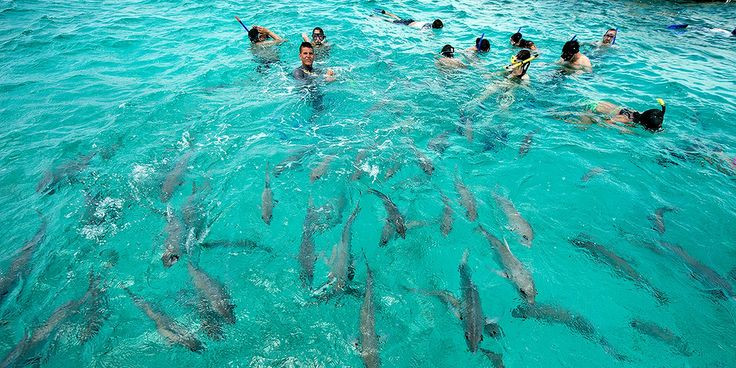 Picture 1 of People are comfortable swimming with sharks